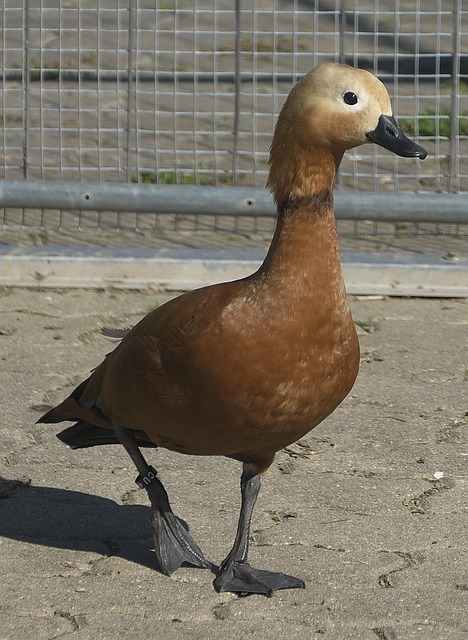 扎克